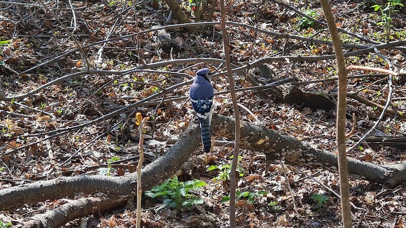 Hallett Nature Sanctuary - New York, NY