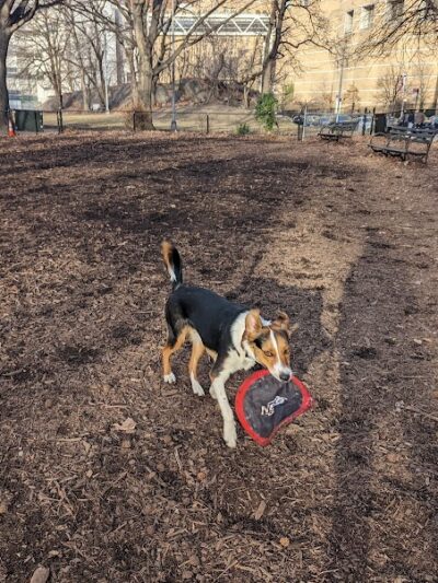 Rocky's Dog Run - New York, NY