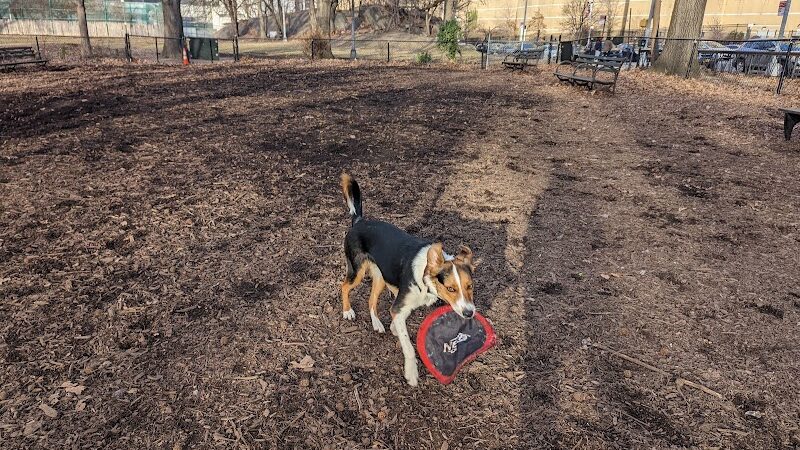 Rocky's Dog Run - New York, NY