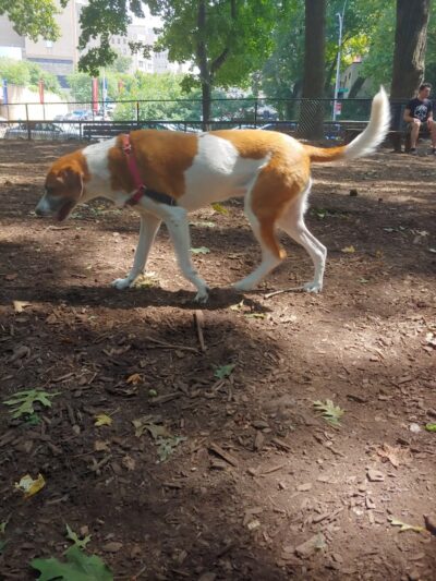 Rocky's Dog Run - New York, NY