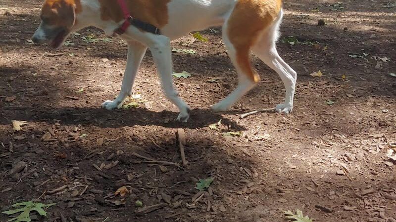 Rocky's Dog Run - New York, NY