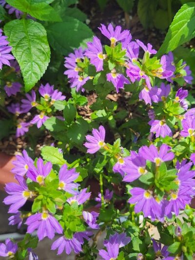 Rocky's Dog Run - New York, NY