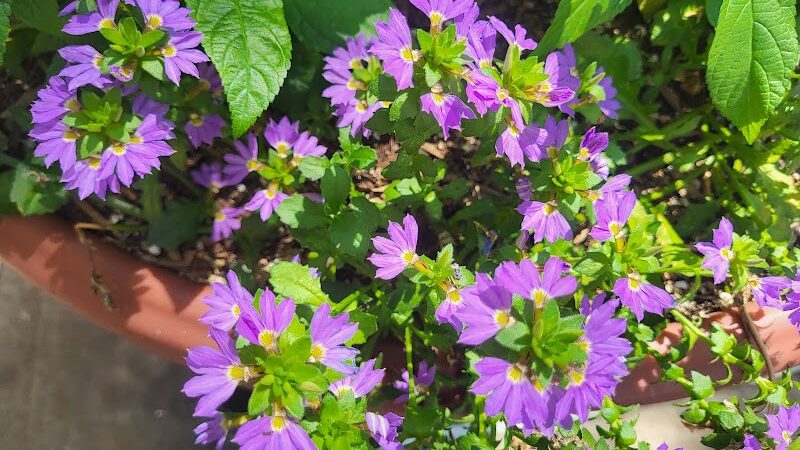 Rocky's Dog Run - New York, NY