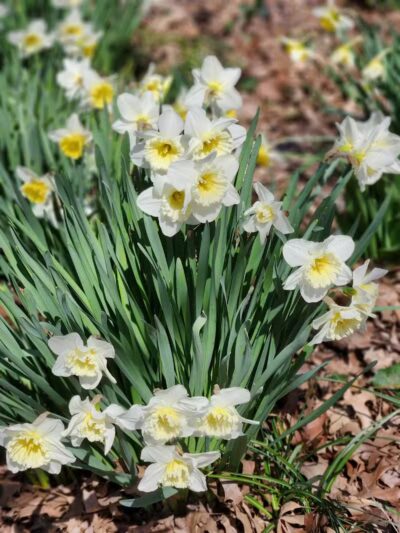 St. Nicholas Park - New York, NY