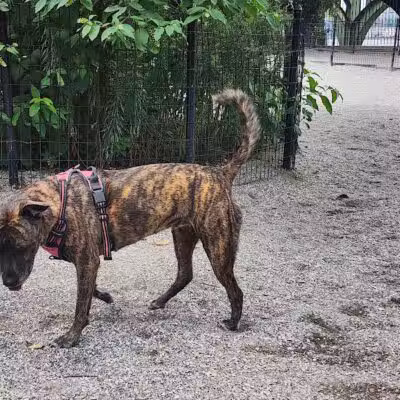 West 72nd Street Dog Run - New York, NY