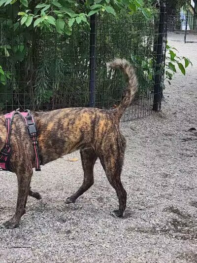 West 72nd Street Dog Run - New York, NY