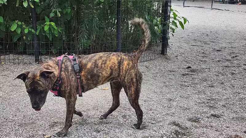 West 72nd Street Dog Run - New York, NY