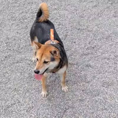 West 72nd Street Dog Run - New York, NY