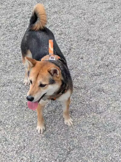 West 72nd Street Dog Run - New York, NY