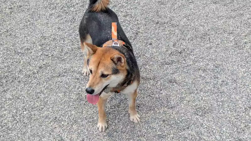 West 72nd Street Dog Run - New York, NY