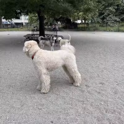 West 72nd Street Dog Run - New York, NY