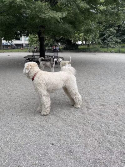 West 72nd Street Dog Run - New York, NY