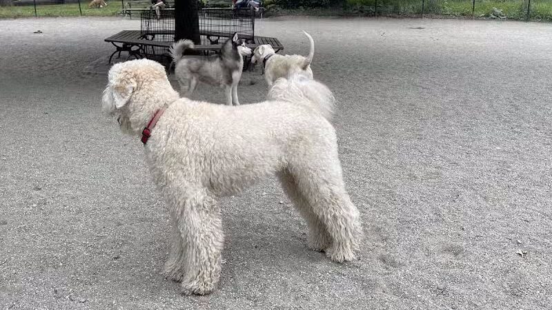 West 72nd Street Dog Run - New York, NY