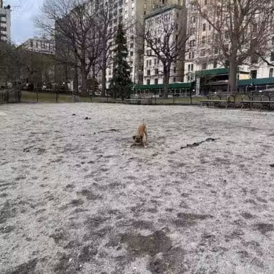 West 72nd Street Dog Run - New York, NY