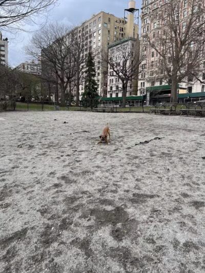West 72nd Street Dog Run - New York, NY