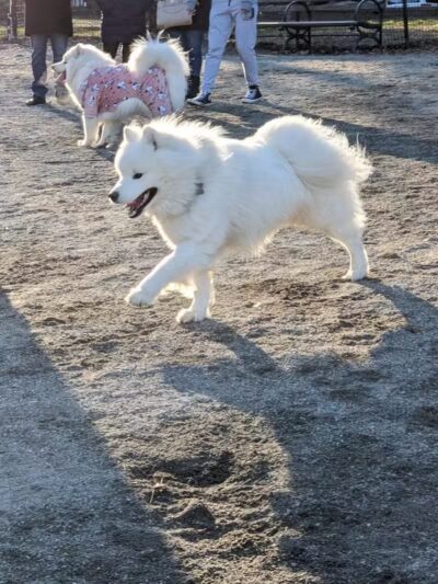 West 72nd Street Dog Run - New York, NY