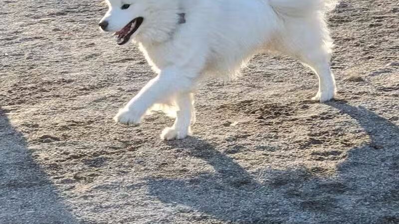 West 72nd Street Dog Run - New York, NY