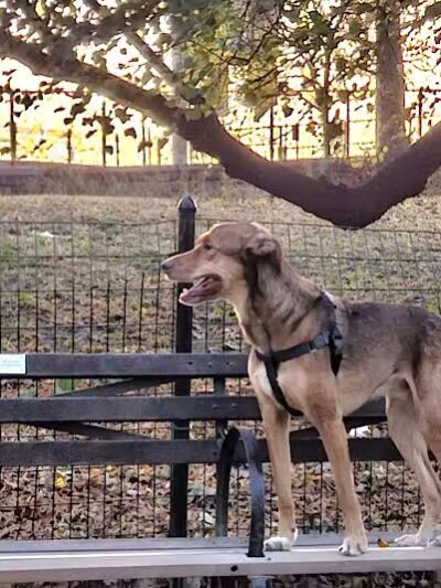 West 72nd Street Dog Run - New York, NY