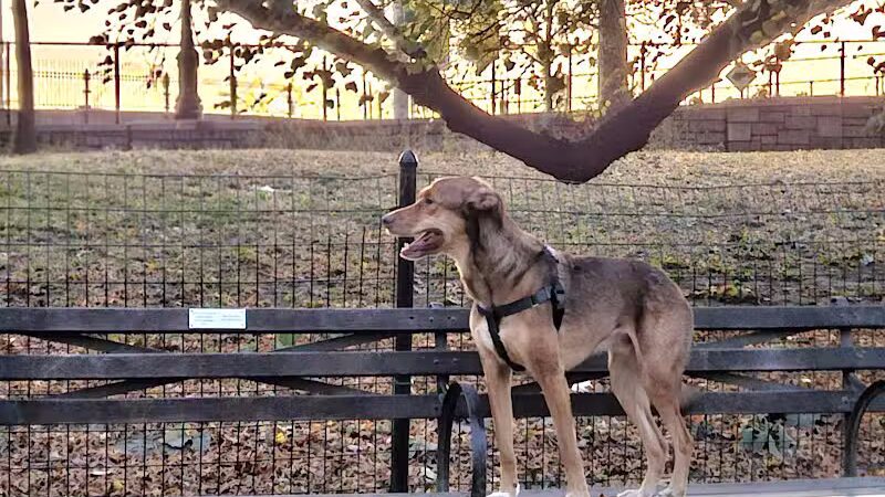 West 72nd Street Dog Run - New York, NY