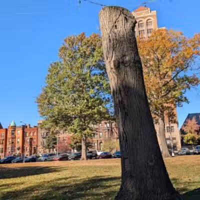 Lincoln Park - Newark, NJ