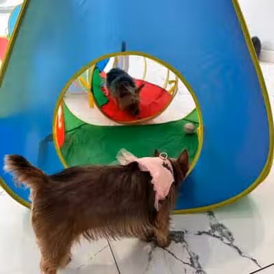 Paw Besties Playground - Newark, NJ