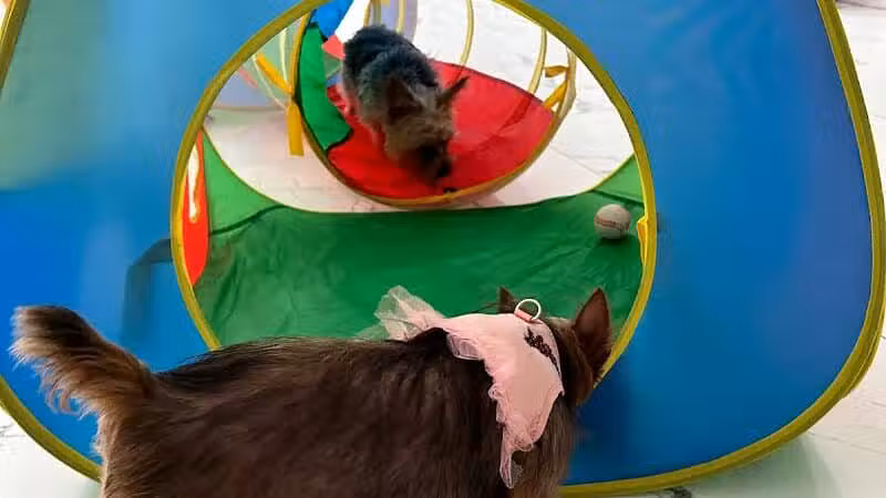 Paw Besties Playground - Newark, NJ
