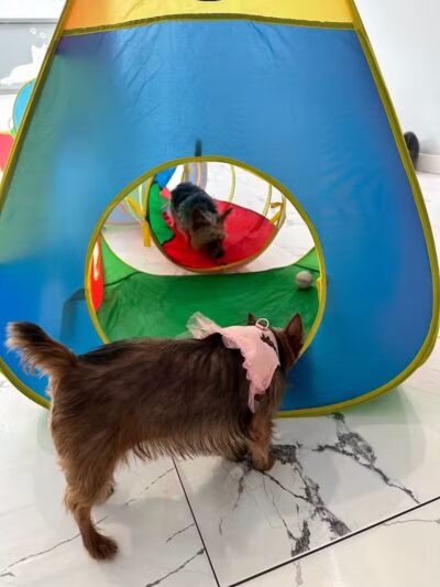 Paw Besties Playground - Newark, NJ