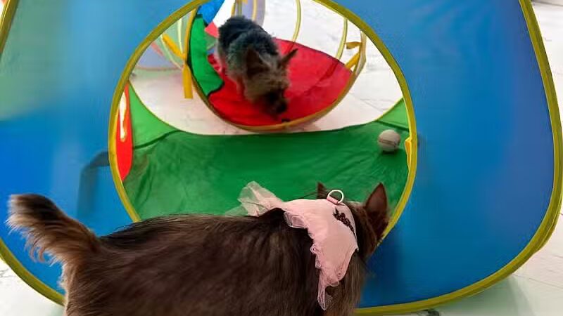 Paw Besties Playground - Newark, NJ