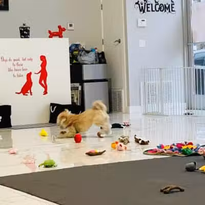 Paw Besties Playground - Newark, NJ