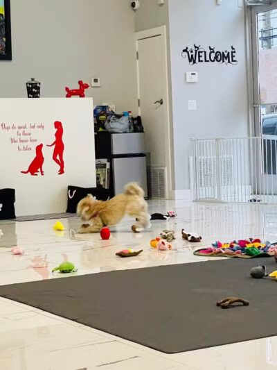 Paw Besties Playground - Newark, NJ