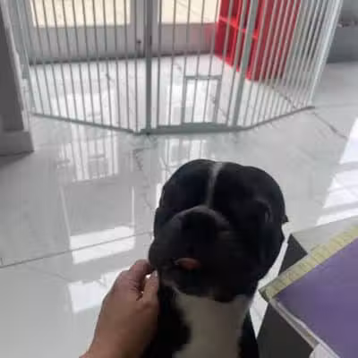 Paw Besties Playground - Newark, NJ