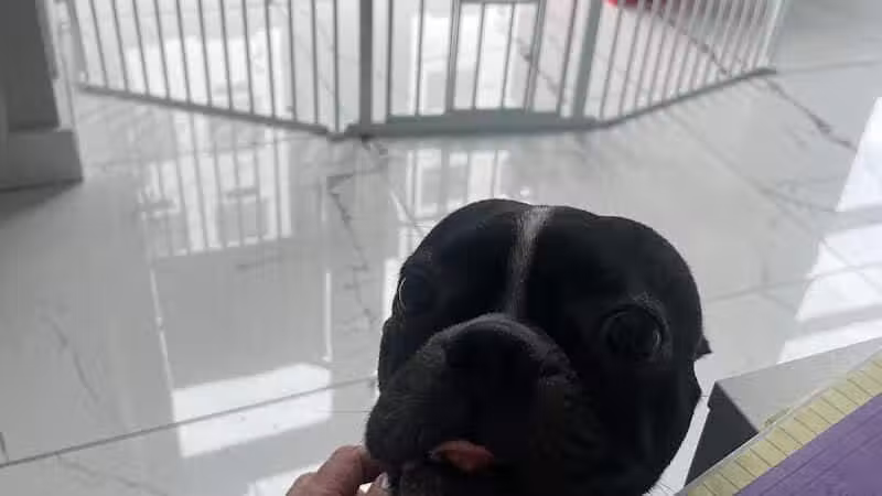 Paw Besties Playground - Newark, NJ