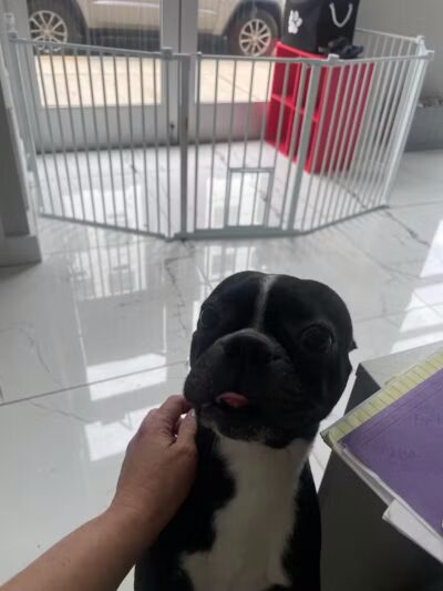 Paw Besties Playground - Newark, NJ