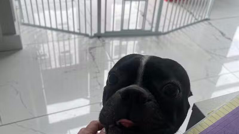 Paw Besties Playground - Newark, NJ