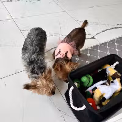 Paw Besties Playground - Newark, NJ