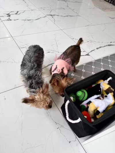 Paw Besties Playground - Newark, NJ