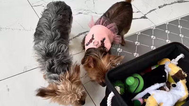 Paw Besties Playground - Newark, NJ