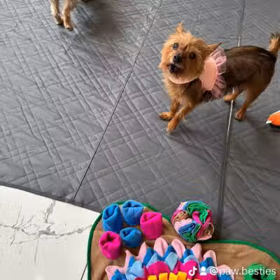 Paw Besties Playground - Newark, NJ