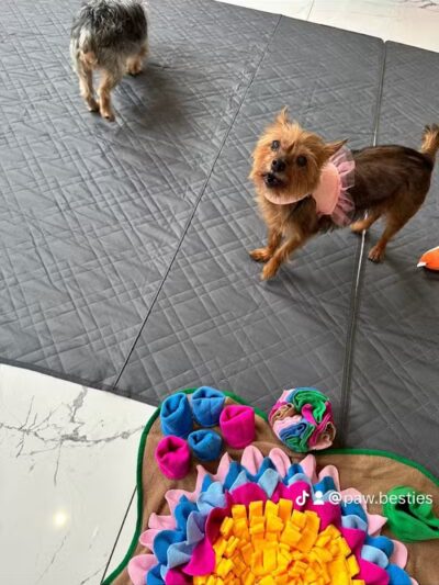 Paw Besties Playground - Newark, NJ