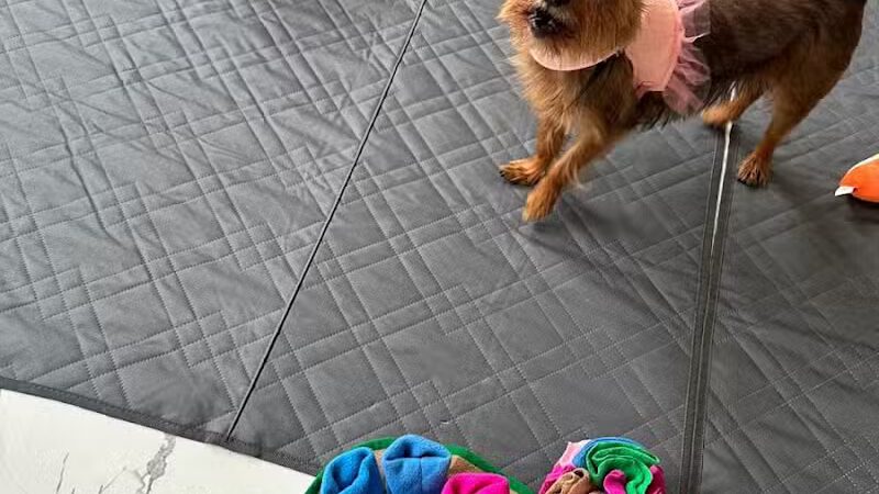 Paw Besties Playground - Newark, NJ