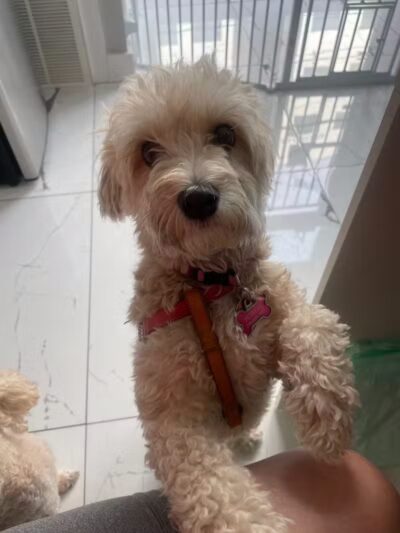 Paw Besties Playground - Newark, NJ