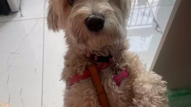 Paw Besties Playground - Newark, NJ