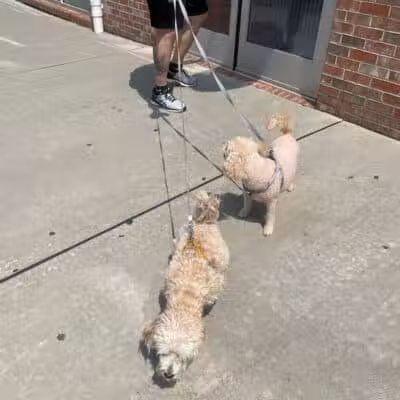 Paw Besties Playground - Newark, NJ