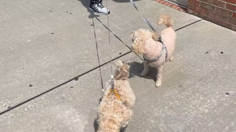 Paw Besties Playground - Newark, NJ