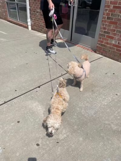 Paw Besties Playground - Newark, NJ
