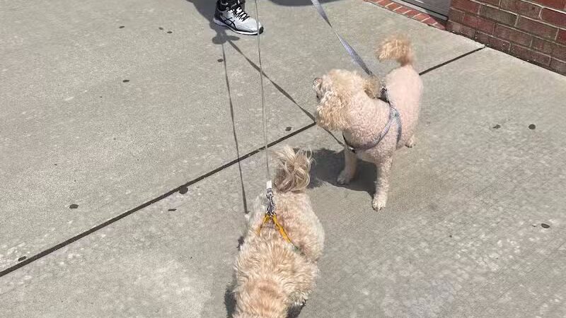 Paw Besties Playground - Newark, NJ