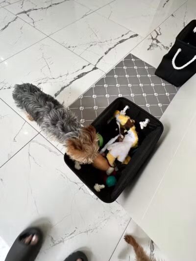 Paw Besties Playground - Newark, NJ