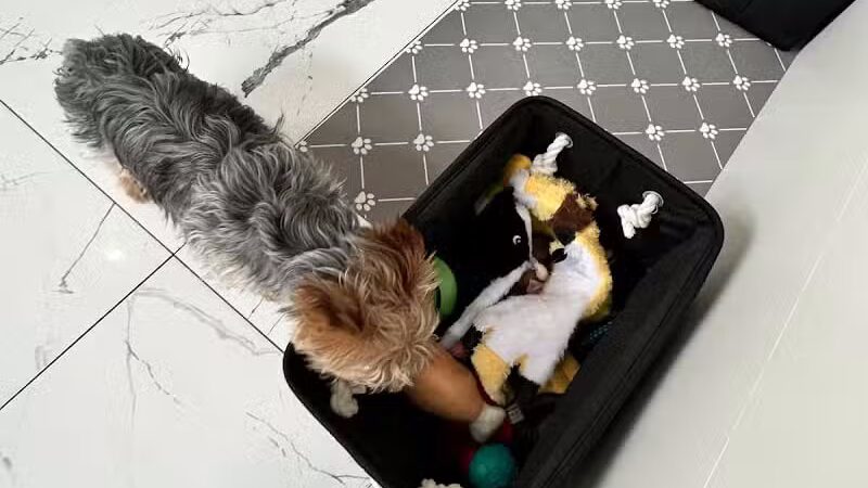 Paw Besties Playground - Newark, NJ