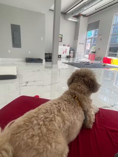 Paw Besties Playground - Newark, NJ