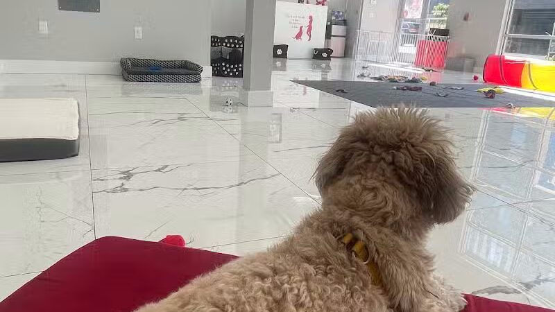 Paw Besties Playground - Newark, NJ